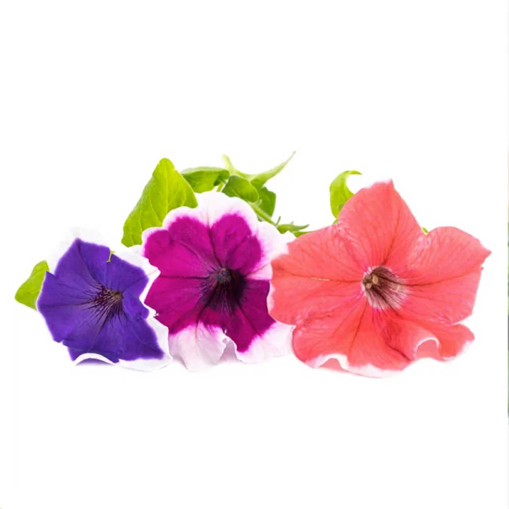 Lingot Pétunia Grande Fleur - VERITABLE