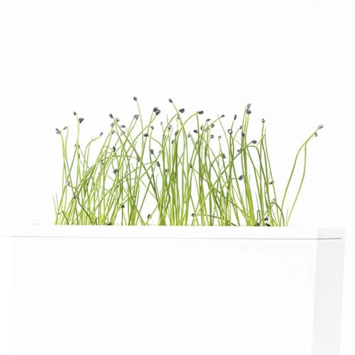 3 Micropousses Ail - VERITABLE potager intérieur Veritable plante