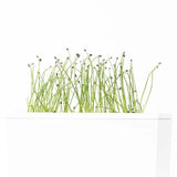 3 Micropousses Ail - VERITABLE potager intérieur Veritable plante