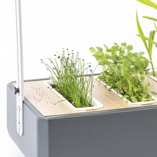 3 Micropousses Ail - VERITABLE ail frais couleur originalité texture recette