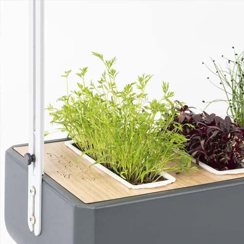 3 Micropousses carotte - VERITABLE fabriqué en France pour potager d'intérieur