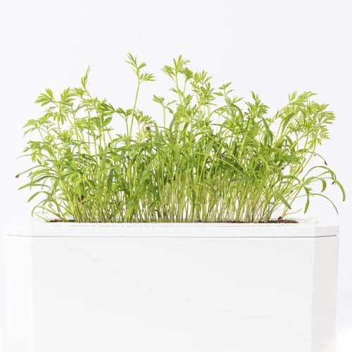 3 Micropousses carotte - VERITABLE couleur verte vive et goût sucré