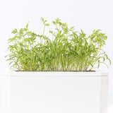 3 Micropousses carotte - VERITABLE couleur verte vive et goût sucré