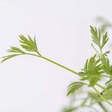 3 Micropousses carotte - VERITABLE usage unique