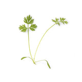 3 Micropousses carotte - VERITABLE