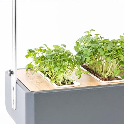 3 Micropousses coriandre - VERITABLE cuisine aromate plante décoration