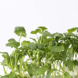 3 Micropousses coriandre - VERITABLE meilleur prix