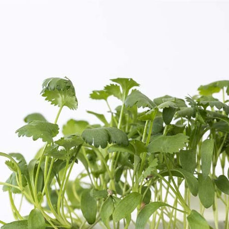 3 Micropousses coriandre - VERITABLE meilleur prix