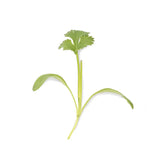 3 Micropousses coriandre - VERITABLE