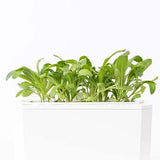 3 Micropousses souci - VERITABLE potager d'intérieur