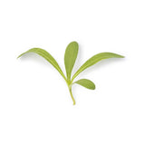 3 Micropousses souci - VERITABLE