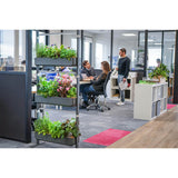 Potager Gourmet Intérieur 3 Bacs et 18 Lingots OFFERTS - VERITABLE dans des bureaux