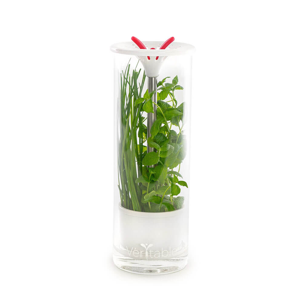 Conservateur à herbes aromatiques en verre - VERITABLE