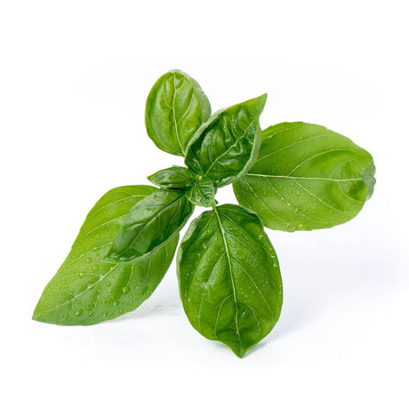 Lingot Basilic grand vert BIO - VERITABLE