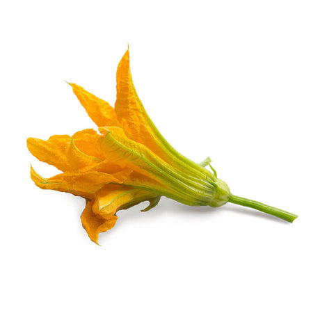 Lingot Fleur de Courgette BIO - VERITABLE