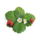 Lingot Fraise des Bois Rouge - VERITABLE