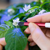 Comment utiliser le Pinceau de pollinisation - VERITABLE